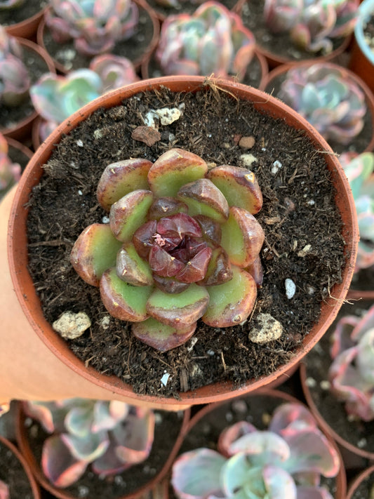 Echeveria  "Red Cristal"