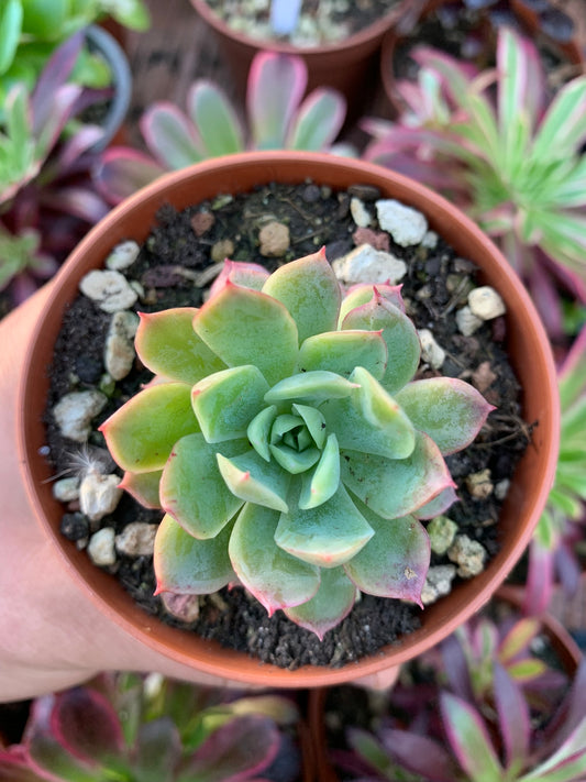 Echeveria "Bradburiana" variegated Korean