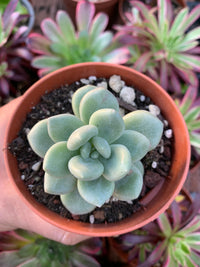 Pachyveria "gelato" coreano