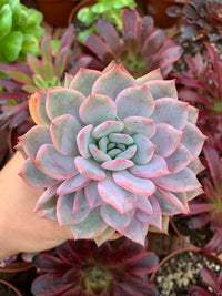 Echeveria "Red Power" Coreano