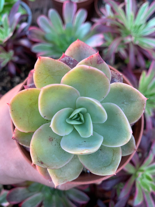 Echeveria "Pink Vera" coreana variegata