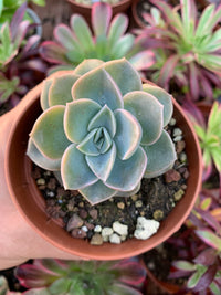 Graptoveria "Harry Watson" Korean