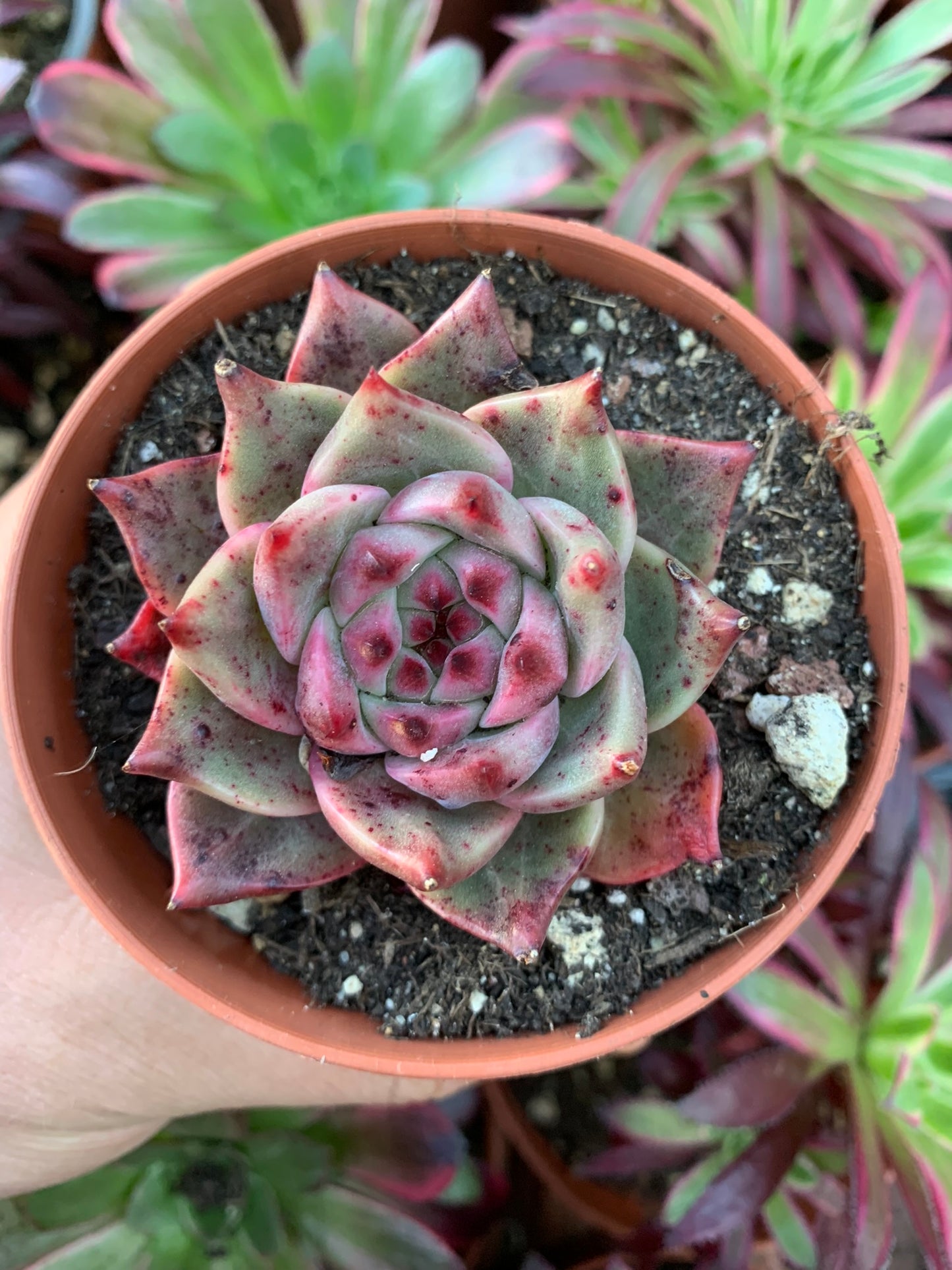 Echeveria "Seosi" Korean by Air Magic