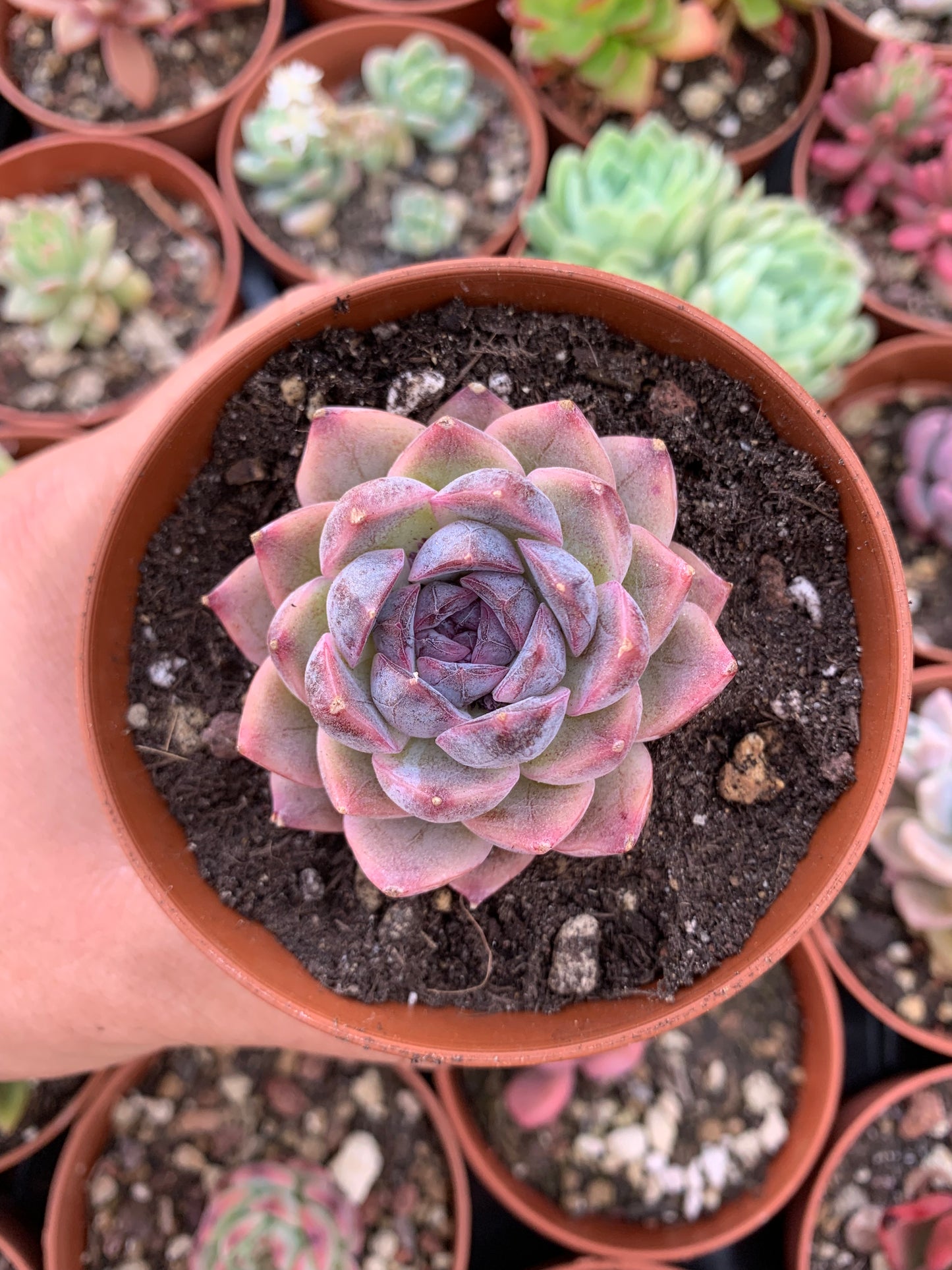 Echeveria "Zixia"