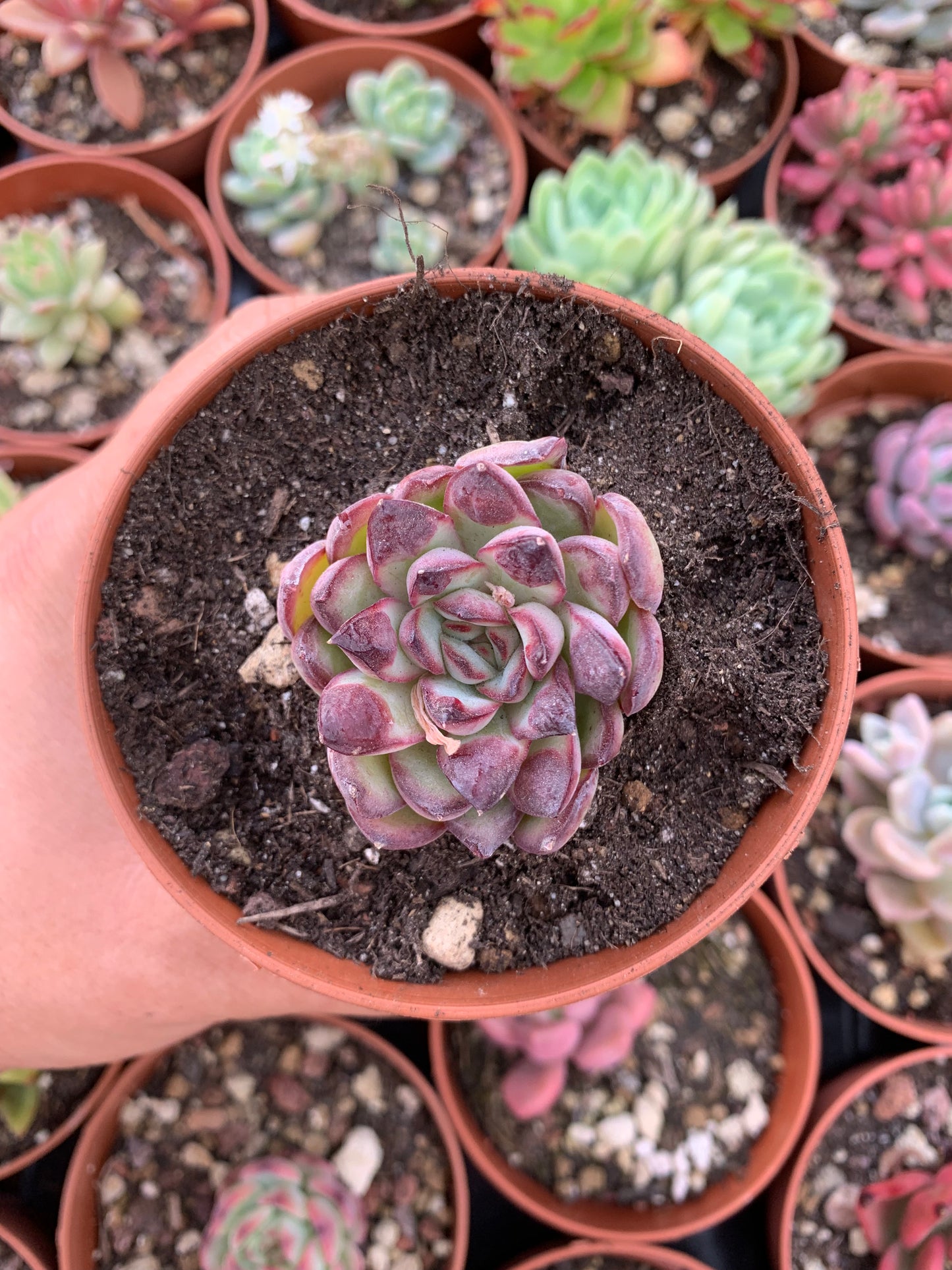 Echeveria "Sugar Heart Velvet"