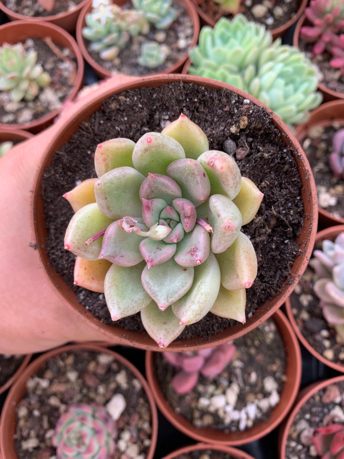 Echeveria "Brigth"